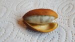 gardenshaman_tabernanthe_iboga_fruits_seeds.png