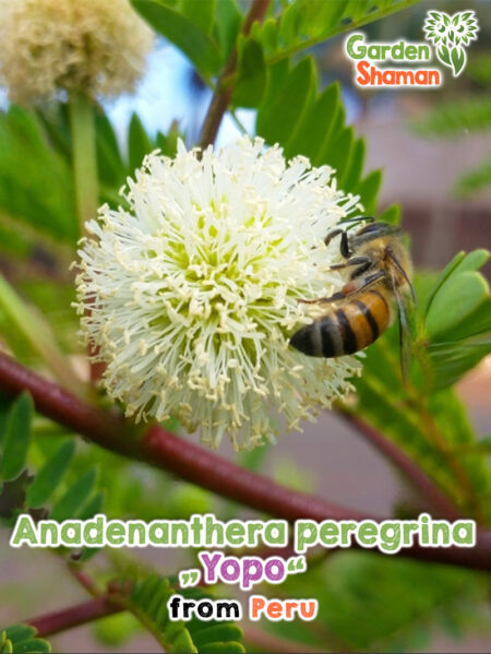 GardenShaman.eu - Anadenanthera peregrina Yopo seeds Samen