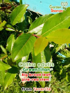 GardenShaman.eu - Kath Catha edulis GreenTitan semi semi