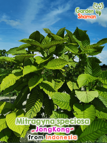 GardenShaman.eu - Mitragyna speciosa JongKong seeds Samen