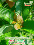 GardenShaman.eu - Mitragyna speciosa rot grün red green Indonesia seeds Samen