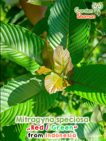 GardenShaman.eu - Mitragyna speciosa vermelho verde vermelho verde Indonésia sementes sementes