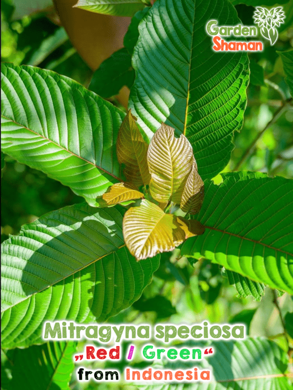 GardenShaman.eu - Mitragyna speciosa rot grün red green Indonesia seeds Samen