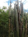 giardino_trichocereus_peruvianus_chancha_2.png