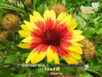 gardenshaman_Gaillardia_konkardenblume_02.png