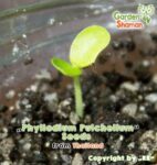 gardenshaman_Phyllodium-pulchellum_seeds_02.png