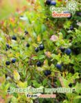 gardenshaman_Vaccinium-myrtillus_myrtille_sauvage.jpg