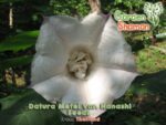 gardenshsman_datura_metel_var_nanashi_seeds.png