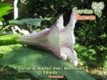 gardenshsman_datura_metel_var_nanashi_seeds.png