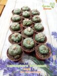 садовая шаманка_lophophora_diffusa