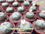 jardinero_lophophora_williamsii_06.jpg