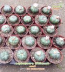 gardenshaman_lophophora_williamsii_07.jpg