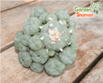 gardenshaman_lophophora_williamsii_caespitosa_02.png