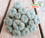 gardenshaman_lophophora_williamsii_caespitosa_03.png