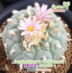 giardino_lophophora_fricii_03.jpg