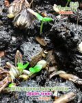 gardenhaman_mitragyna_parvifolia_kaim_tree_seedlings.jpg