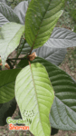 gardenshaman_mitragyna_speciosa_kratom_02-1.png