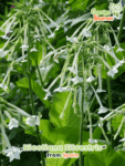 gardenshaman_nicotiana_silvestris.png