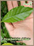 gardenshaman_psychotrias_alba_leaves_unrooted.png