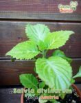 GardenShaman.eu - Salvia divinorum Luna x Hofmann cutting, cutting, plant