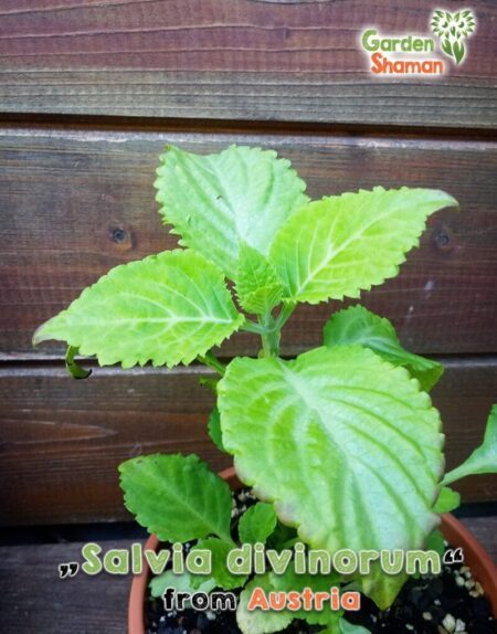 GardenShaman.eu - Salvia divinorum Luna x Hofmann cutting, bouture, plante