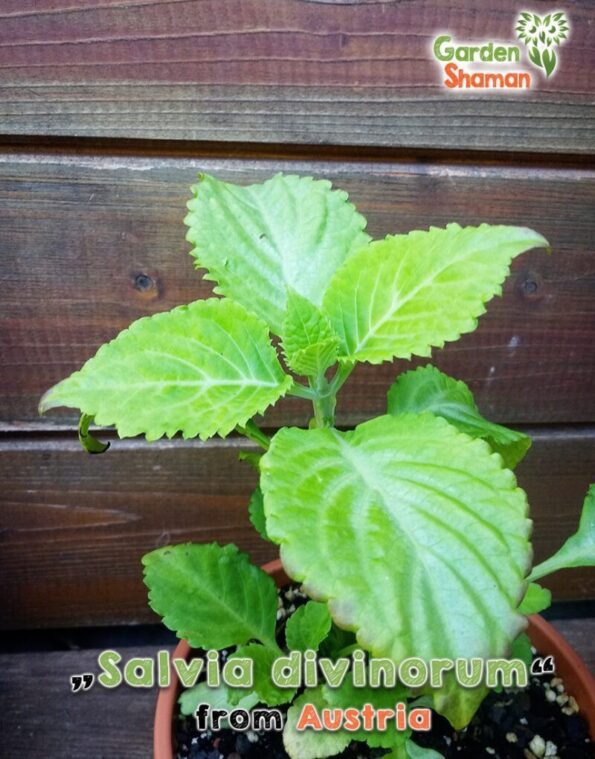 GardenShaman.eu - Salvia divinorum Luna x Hofmann cutting, Steckling, Pflanze