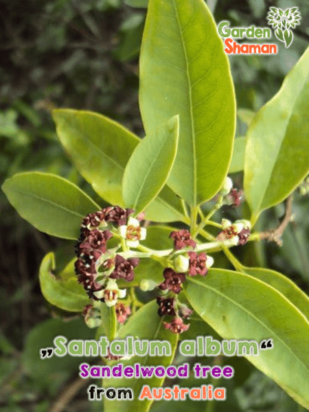 GardenShaman.eu - Graines de bois de santal, Santalum album, Graines, seeds