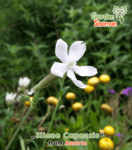 gardenshaman_silene_capensis_african_dream_root_03.png