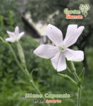 gardenshaman_silene_capensis_african_dream_root_03.png