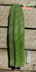 gardenhaman_trichocereus_echinopsis_lima_01-1.png