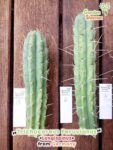 gardenshaman_trichocereus_peruvianus_longispinus_01_02.jpg