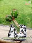 gardenshaman_upsidedowncraft_pumacAyan_on_opuntia_ficus_indica-1.png