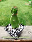 gardenshaman_upsidedowncraft_pumacAyan_on_opuntia_ficus_indica-1.png