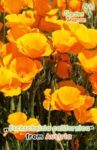 gardenshamanan_Eschscholzia-californica.jpg