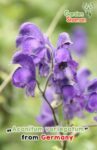 gardenshamanan_aconitum_variegatum.jpg