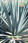 gardenshamanan_agave_weberi_samen.jpg