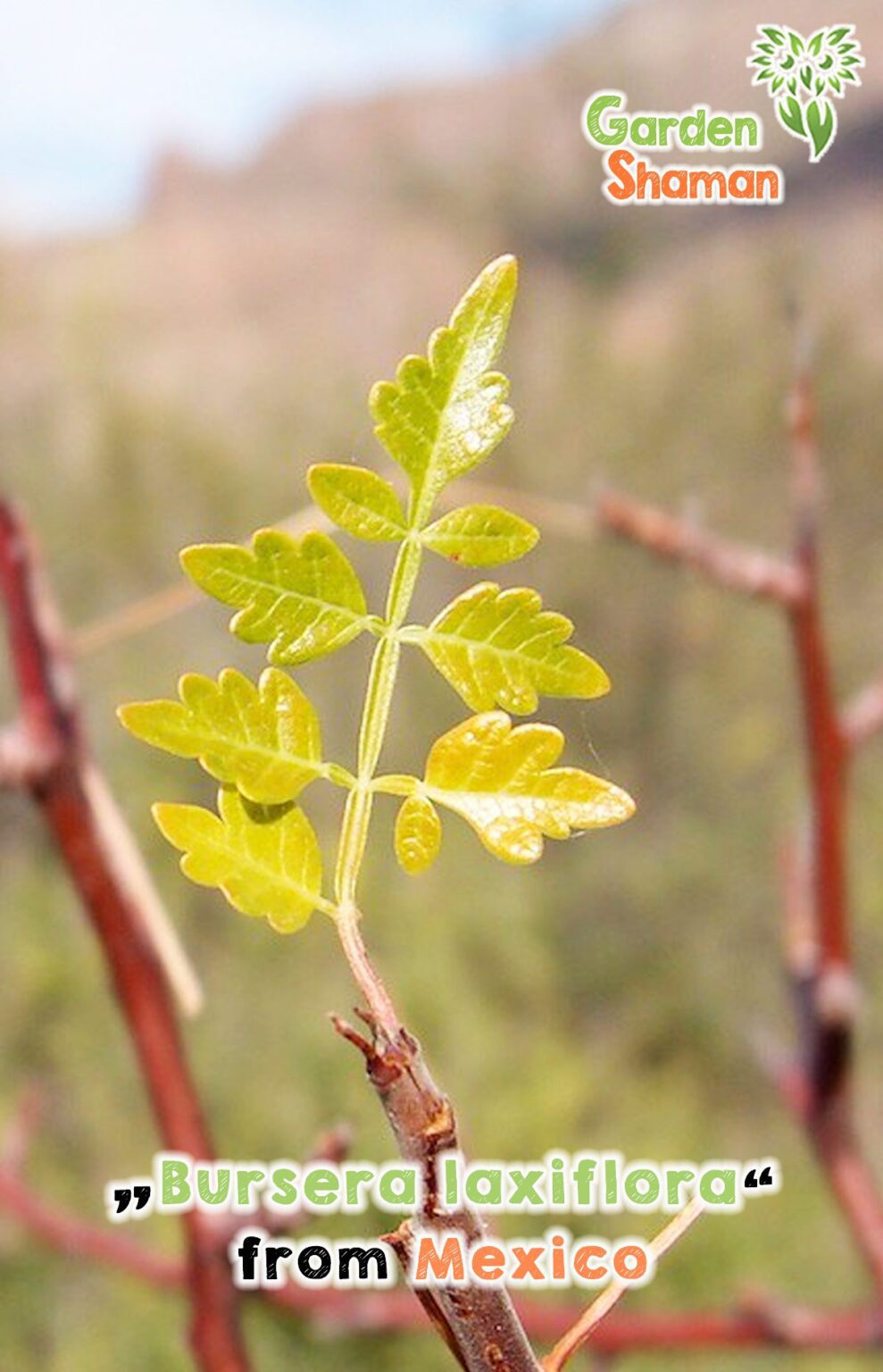 Copal tree (Bursera laxiflora) seeds - Rarity! - GardenShaman.eu - Your ...