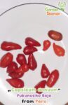 jardinhamanan_capsicum_annuum_pukunucho_roja.jpg