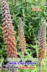 gardenshamanan_digitalis_parvifolia_milk_chocolate.jpg