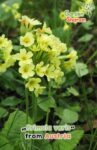 jardinhamanan_primula_veris.jpg