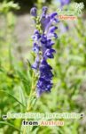 GardenShaman.eu - Scutellaria laterifolia, Scullcap, Herbe à casque