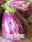 jardínhamaneu-Solanum-melongena-listada-de-gandia-.png
