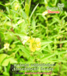 gardenhsman_Heimia-salicifolia_sinicuichi_semillas_03.png
