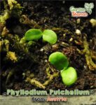 gardenshaman_Phyllodium-pulchellum_seeds_02.png