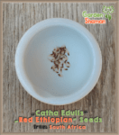 gardenshaman_catha_edulis_red_ethiopian_05.png