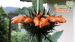 gardenhaman_klip_dagga_leonotis_nepetifolia_01.png