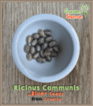 gardenshsman_ricinus_communis_blue_seeds_04.png