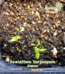 gardenshsman_sceletium_tortuosum_kanna_03.jpg