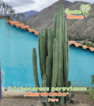 gardenshsman_trichocereus_peruvianus_churubamba.png