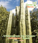 gardenshsman_trichocereus_peruvianus_collahuasi_1.png